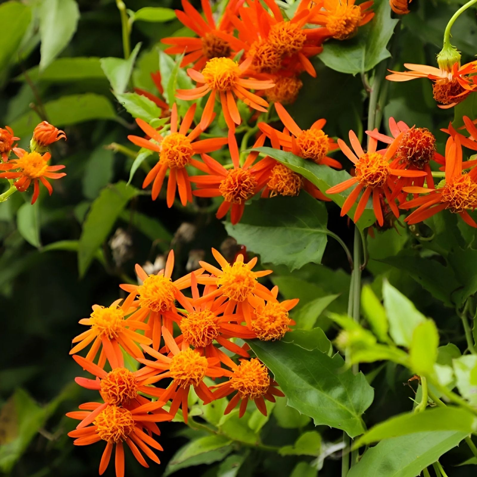 Mexican Flame Vine Cuttings 10 pcs 5-7 inches Pseudogynoxys Chenopodioides No Roots Gardening Planting Material
