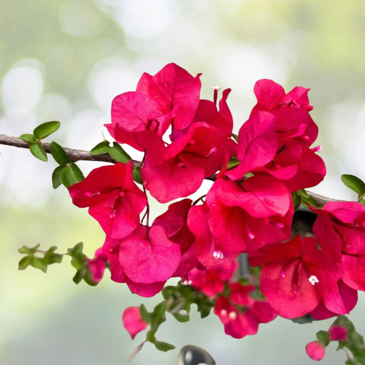 Bougainvillea-Flowers-Plant-5-to-10-Inch-Pink-or-Purple-4-Inch-Pot-Bougainvillea-spp.