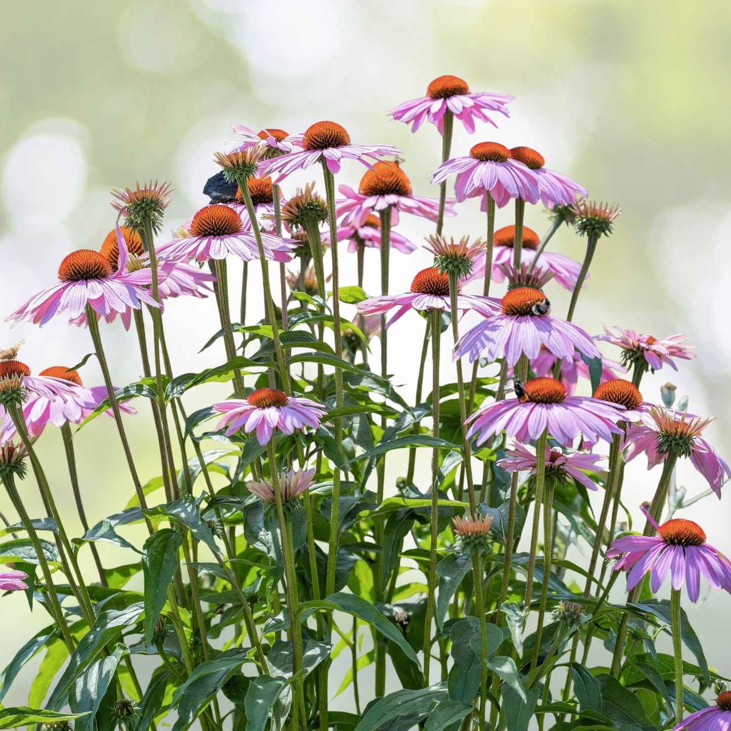 Echinacea Purpurea Seeds - 400+ Purple Coneflower Perennial Medicinal Herb Seed Pack