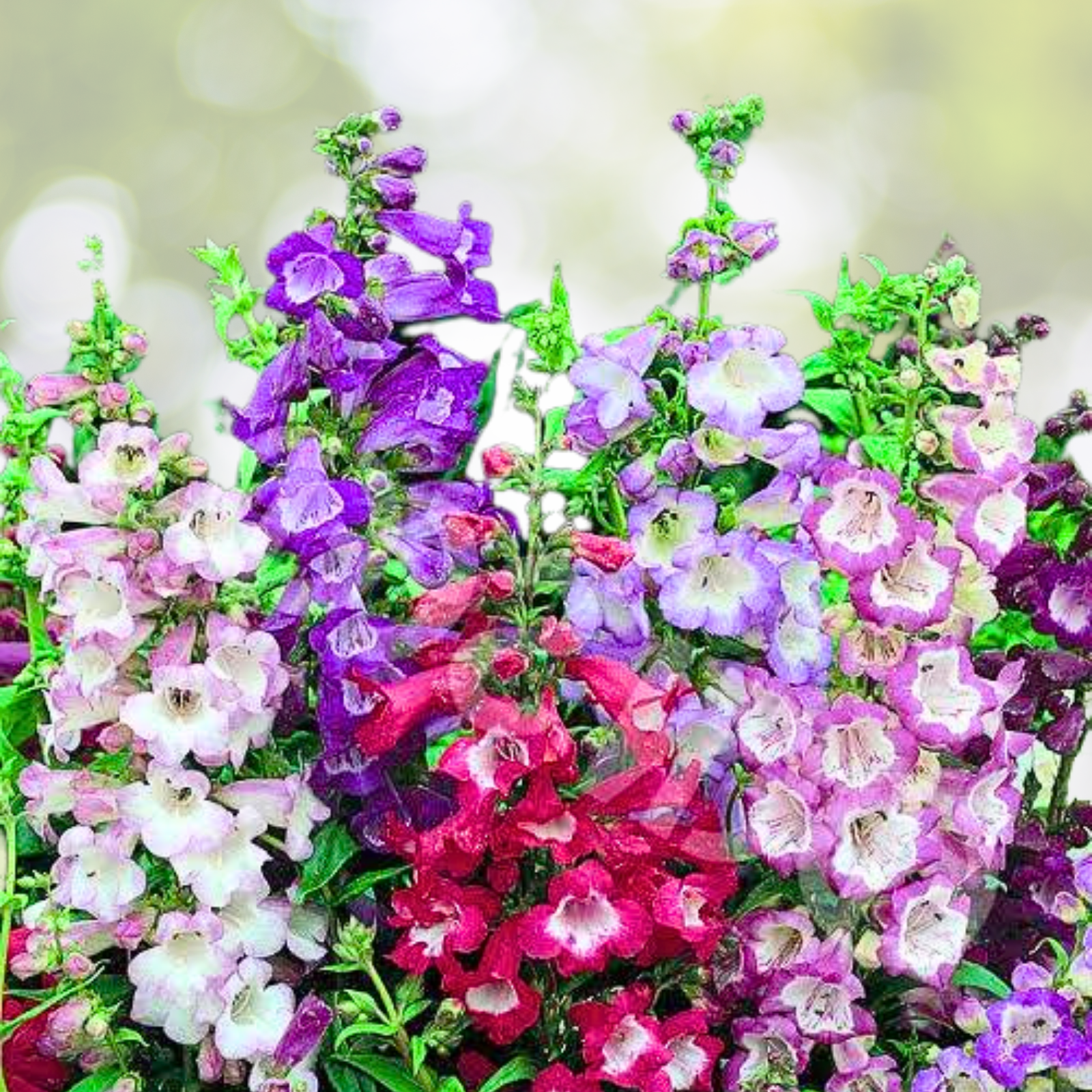 Penstemon Seeds - Sensation Mix, Perennial Beardtongue, Red, 500+ Seeds for Hummingbirds, Pollinator-Friendly