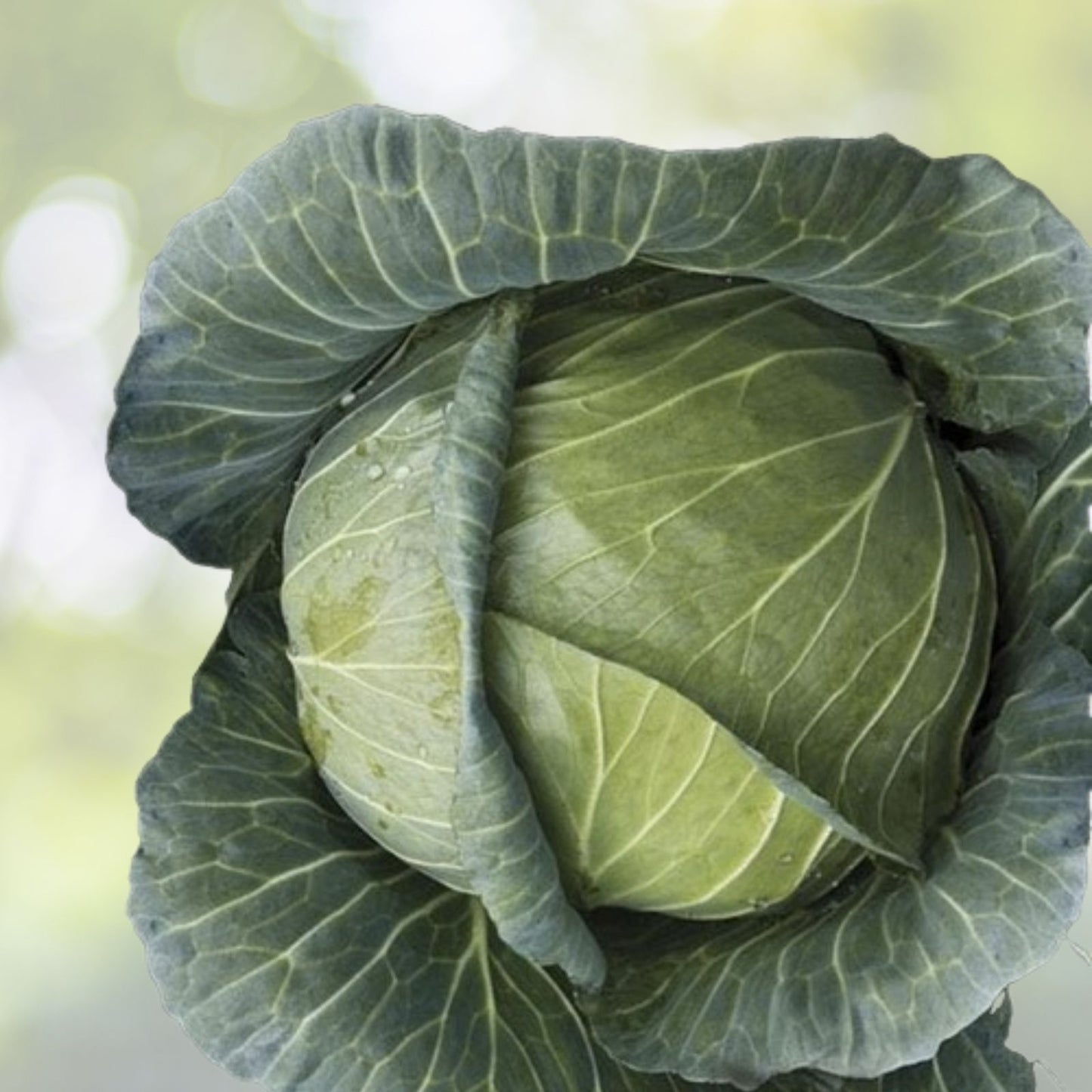 African Cabbage Seeds - 1100+ Ethiopian Cabbage Seeds (Cleome Gynandra) for Organic Gardening and Home Planting