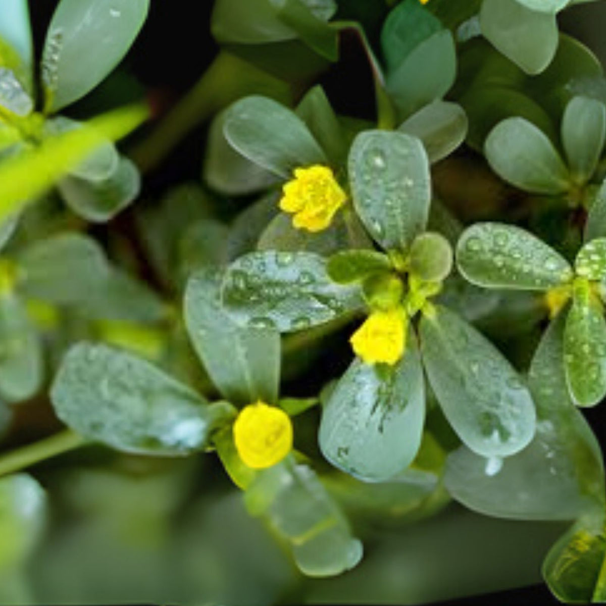 Small-Purslane-Plants-6-Pack-Edible-Vegetable-for-Salads-Portulaca-Oleracea