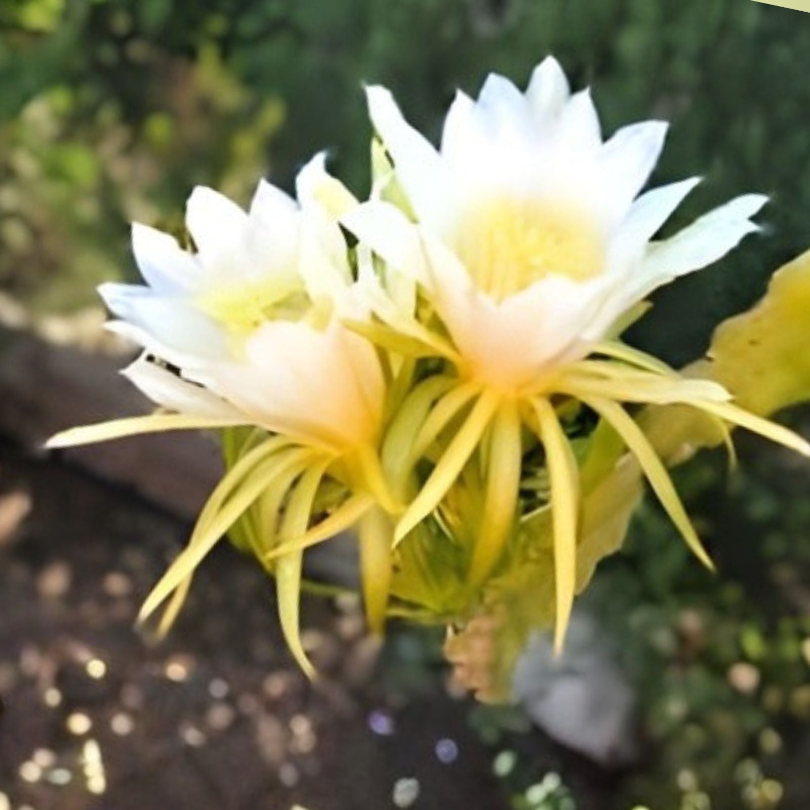 Rooted Dragon Fruit Plants 5 Pack White Flesh Pitaya Self Pollinating Hylocereus undatus