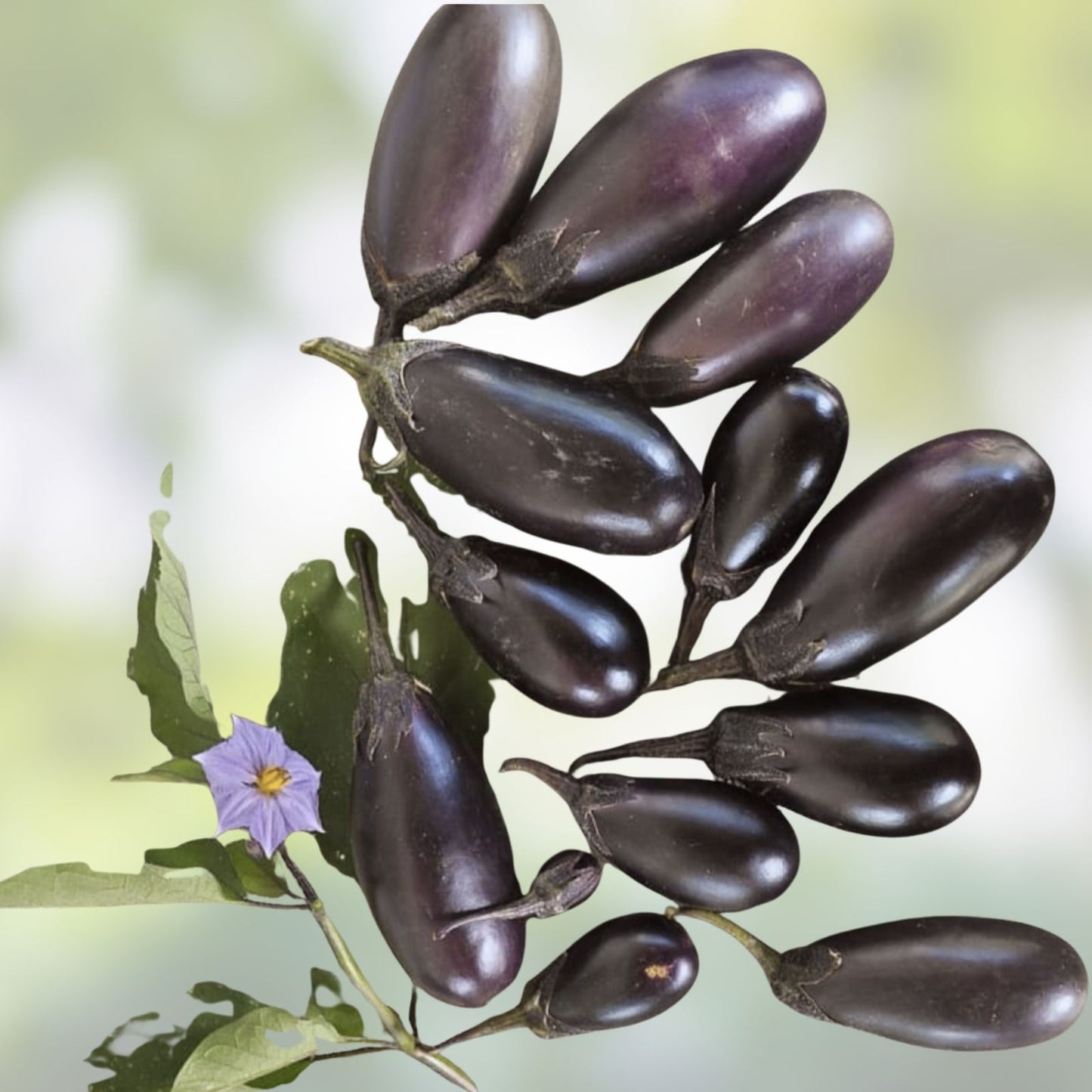 Organic Baby Eggplant Seeds 40 Count Patio Variety Solanum melongena USA Grown Free Shipping