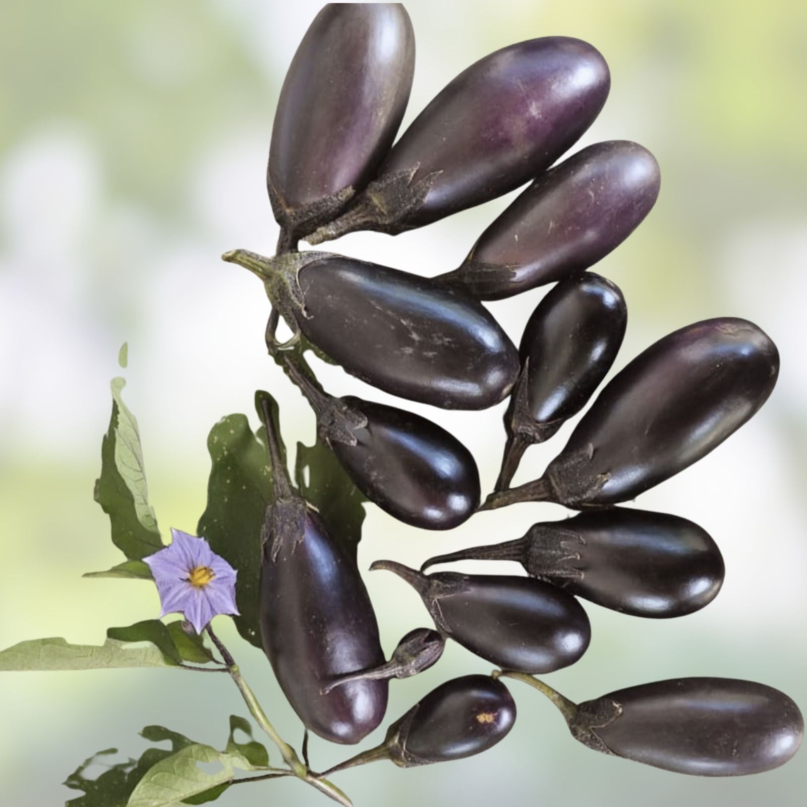 Organic Baby Eggplant Seeds 40 Count Patio Variety Solanum melongena USA Grown Free Shipping