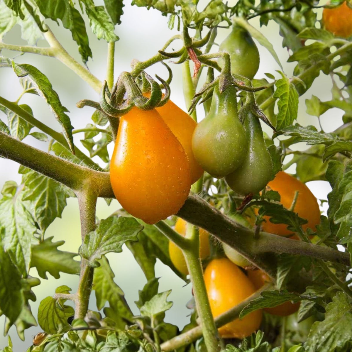 Heirloom Carrot Seeds Danvers 126 Variety Non-GMO Organic Vegetable Seeds 1000+ Seeds for Gardening