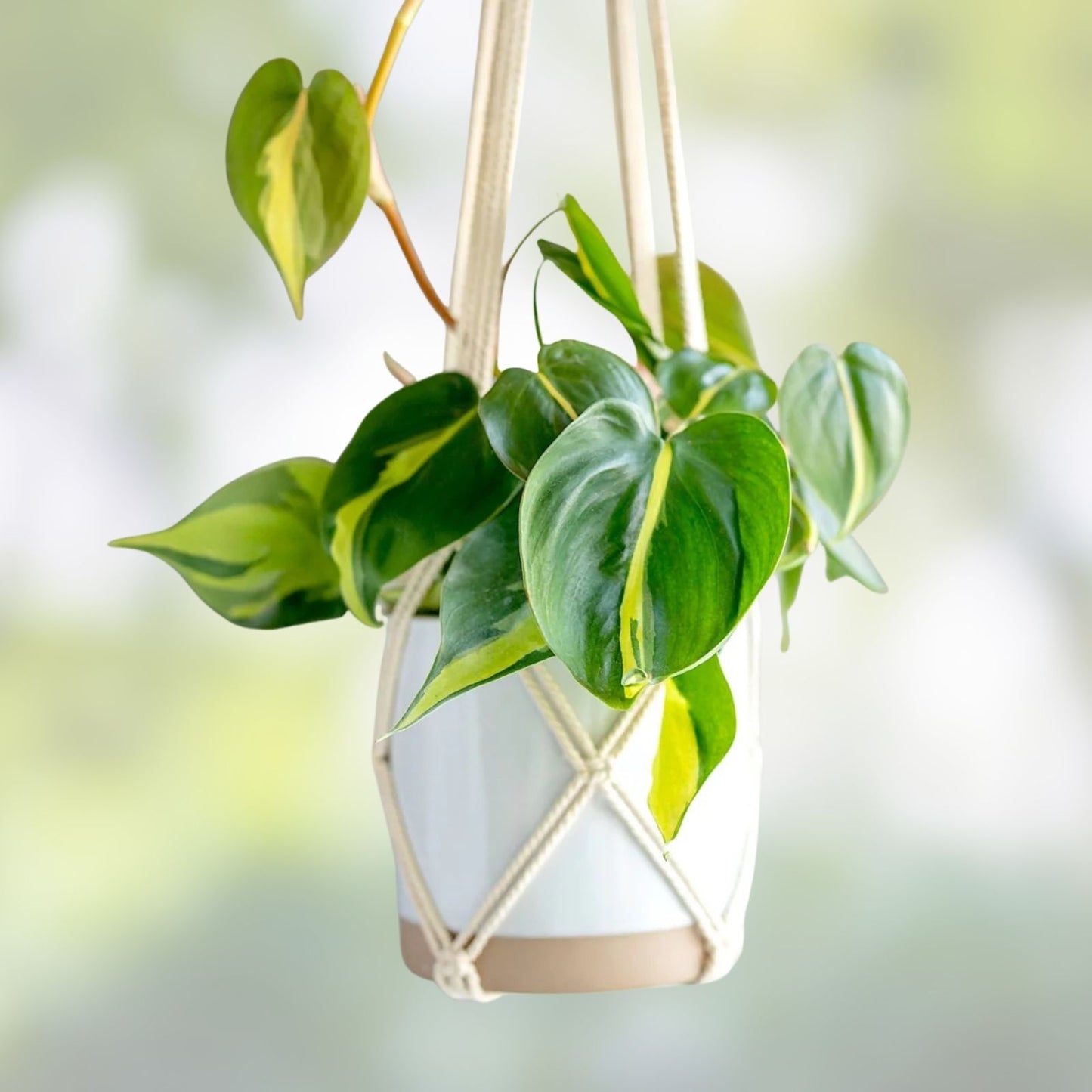 Philodendron Brasil 3 Inch Pot | Variegated Houseplant | Easy Care Tropical Plant (Philodendron hederaceum)
