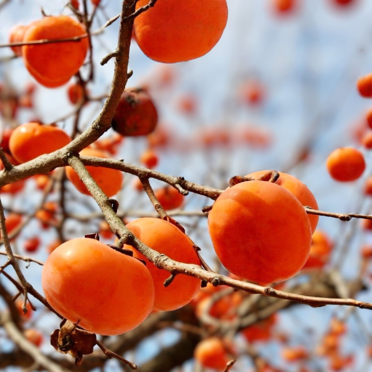 Live American Persimmon Tree 12-24in, Diospyros virginiana, Bare Root Deciduous Fruit Tree for Garden or Orchard