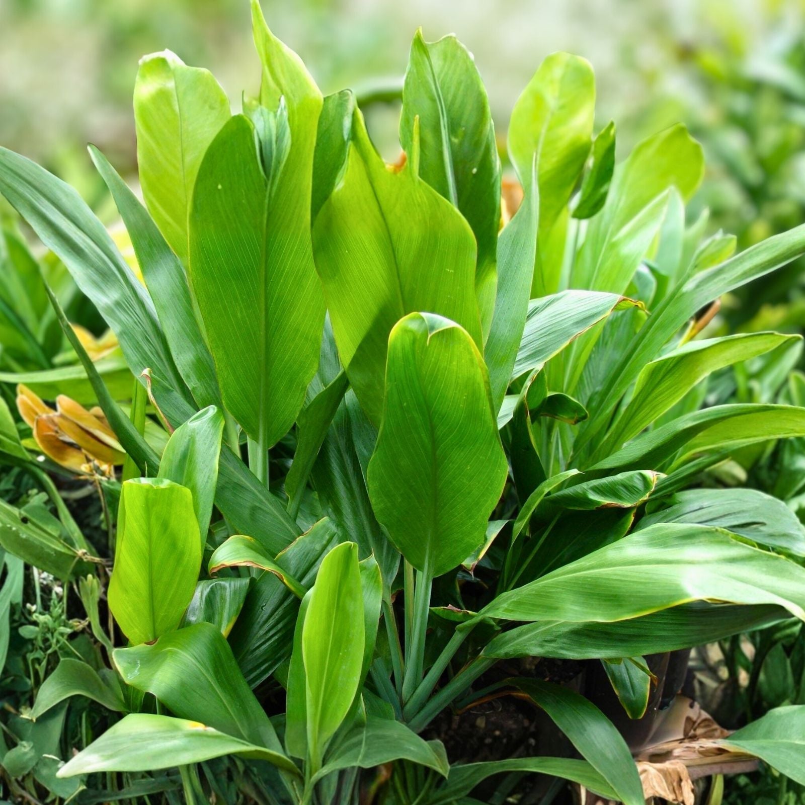 Organic Green Ti Leaf Plant Cuttings 12 Pack 6-7 Inch Manoa Hawaii Grown Cordyline fruticosa