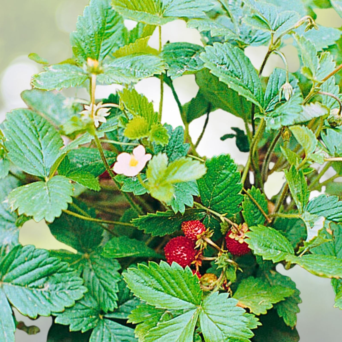 Alpine Strawberry Live Plant 2" Pot, Well-Rooted Starter Plant, Fragaria vesca, Healthy Growth