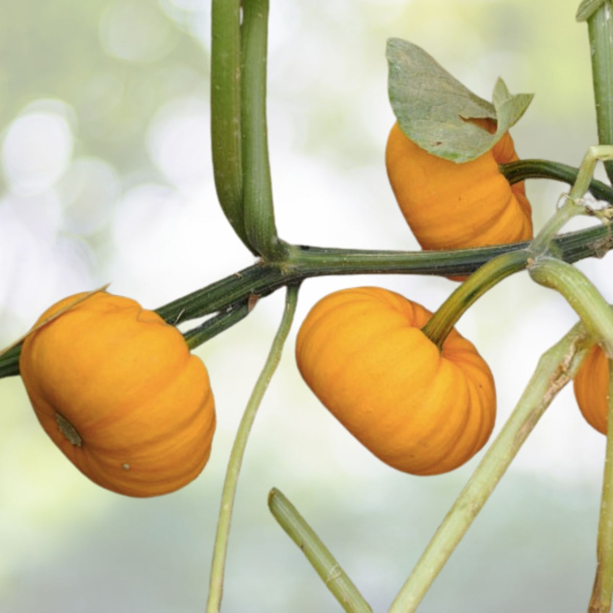 Jack Be Little Pumpkin Seeds | NON-GMO Heirloom | Small Size | Cucurbita pepo Garden Seeds