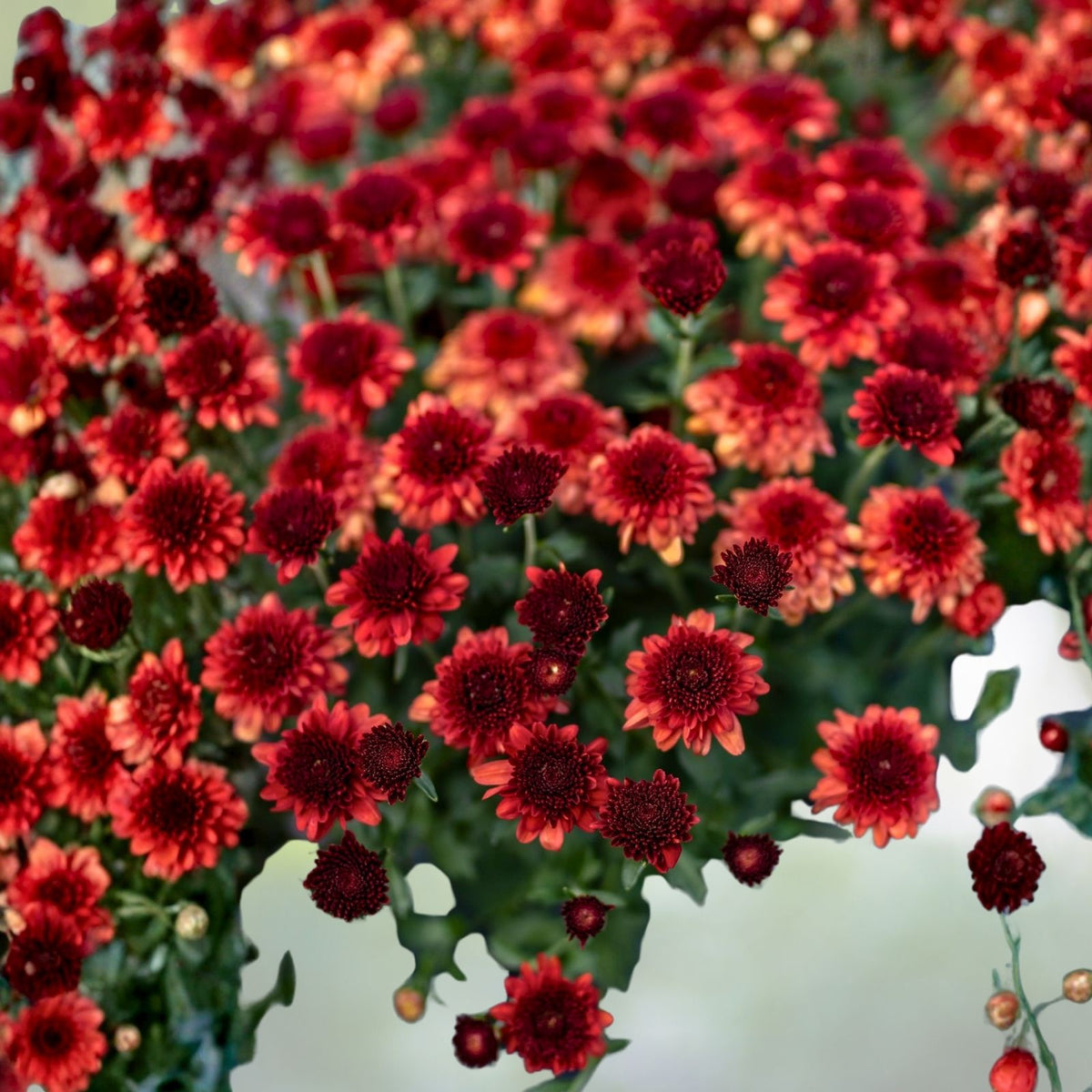 Chrysanthemum Seeds 200+ Strawberry Butter Mum Flower Seeds Garden Plants Chrysanthemum indicum