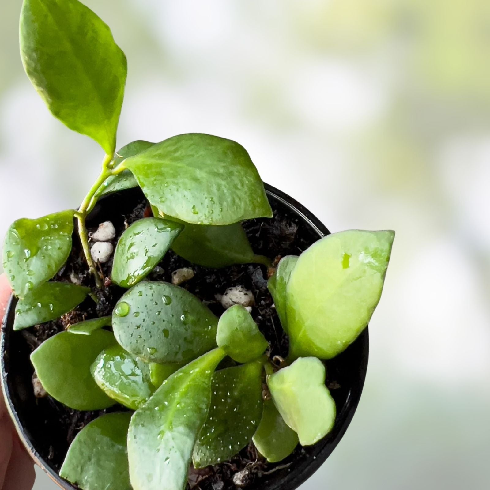 Hoya Heuschkeliana Cutting | Live Indoor Houseplant | Exotic Wax Plant Variety | Trailing Green Foliage