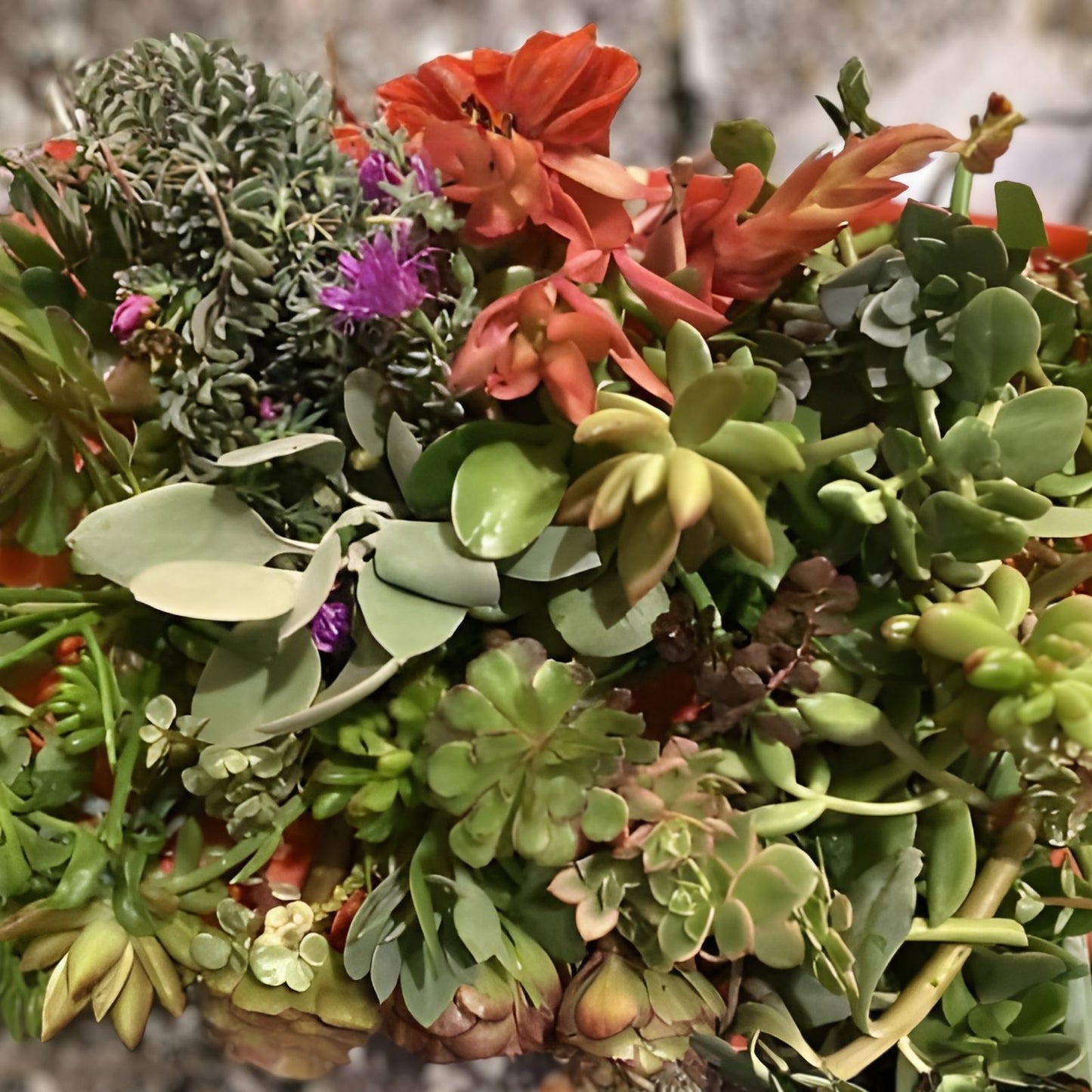 Assorted Organic Succulent Cuttings Set – 20 Pack + 2 Free – DIY Arrangements, Home & Garden, Varieties, Live Succulents