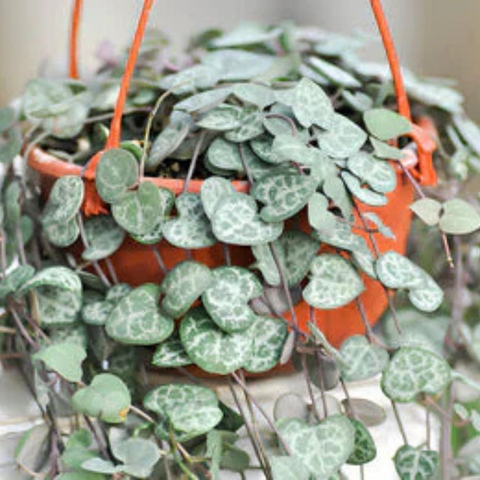 String of Hearts Cuttings 6" Propagated Plant - Ceropegia woodii - Succulent Vine for Indoor Garden