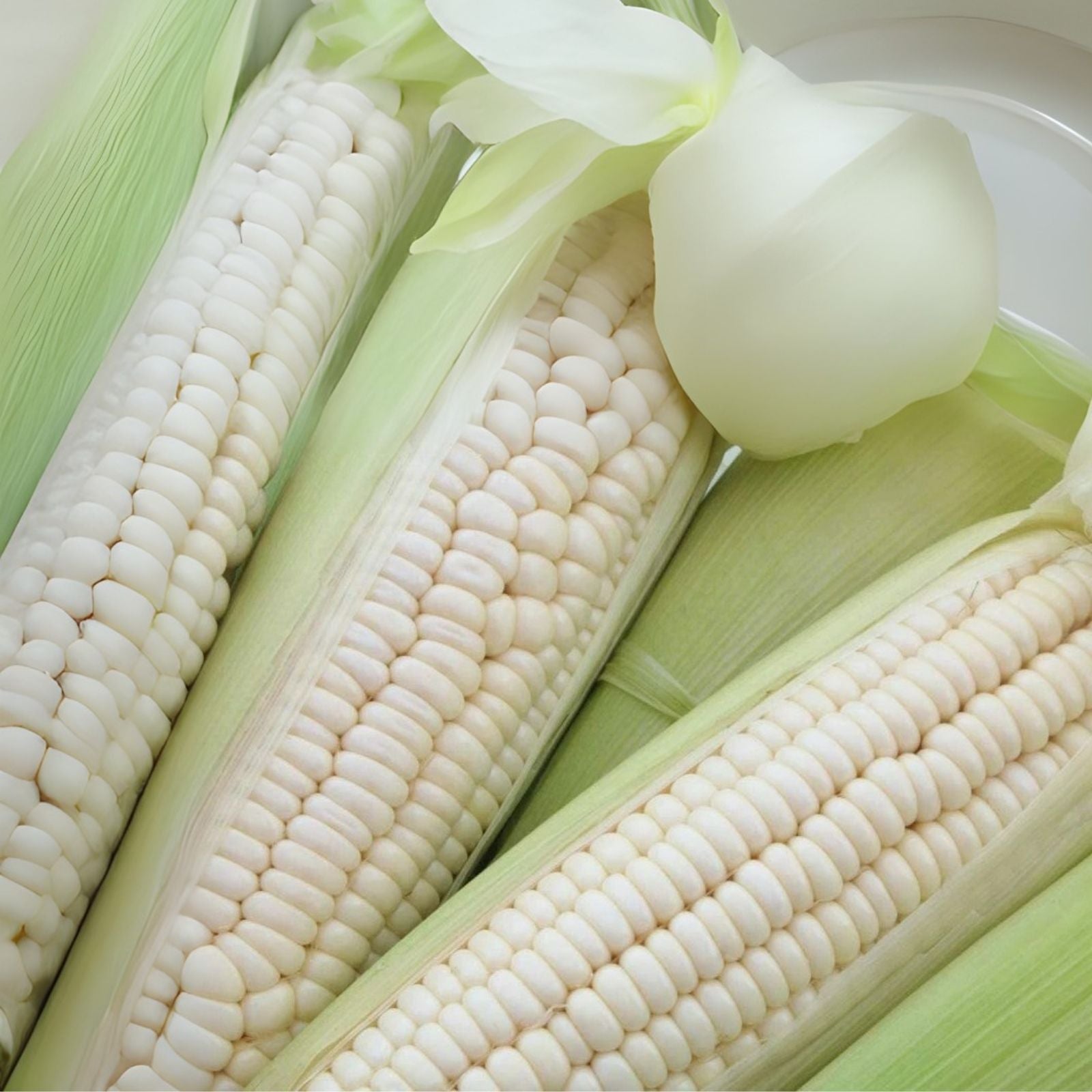 White Corn Seeds for Planting - 75 Count, Zea mays, Non-GMO, Heirloom, Organic Gardening, Vegetable Seeds