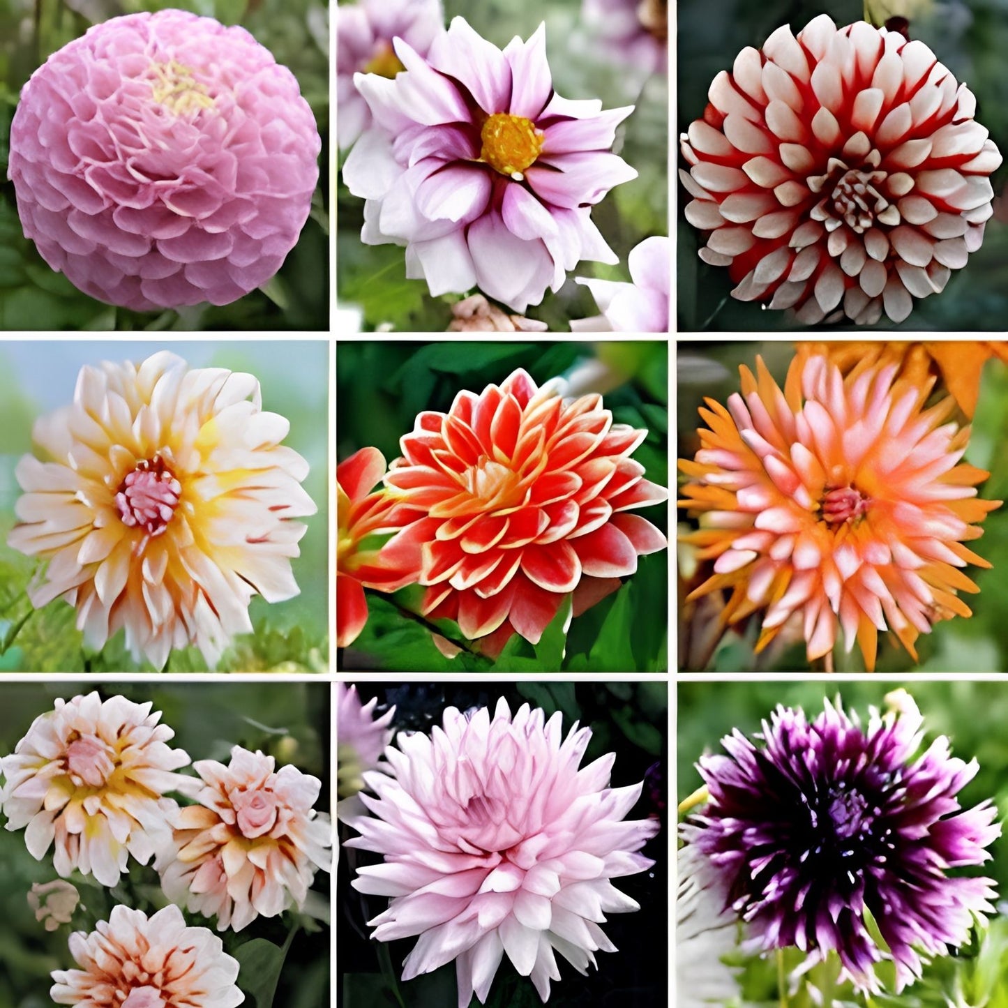 Dahlia Seeds 50+ Pack - Mixed Colors for Gardens - Made in USA - Ships from Iowa - Flower Seeds for Planting