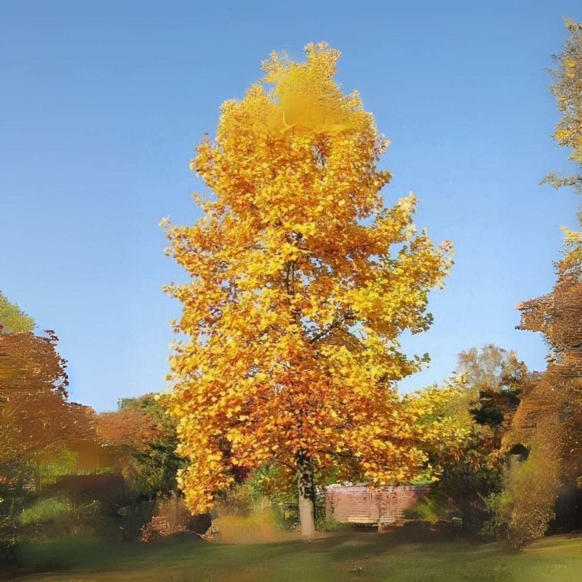 Tulip Poplar Tree Seedling - Live 1 Tree for Planting - Liriodendron tulipifera