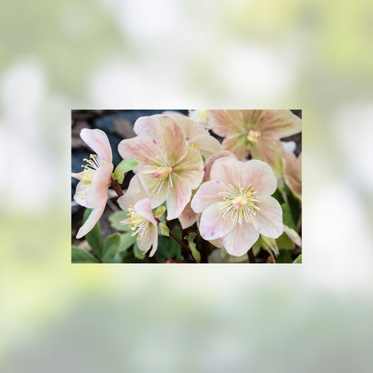 15+ Rose Helleborus Seeds - Christmas Rose Flower Seeds - Winter Blooming Perennial - Helleborus niger