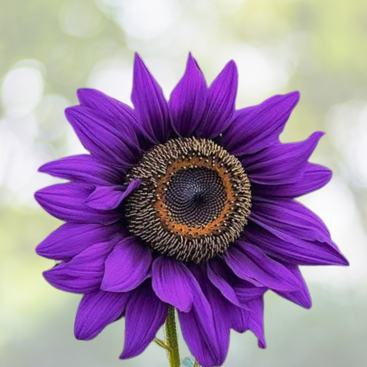 Purple Sunflower Seeds - 50pcs 'Violet Glow' Heirloom - Rare Field Variety - Helianthus annuus