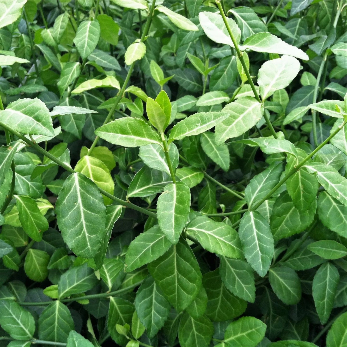 Oregano Seeds 1000 Count - Culinary Herb for Gardening - Origanum vulgare var. hirtum - Herb Seeds for Cooking and Planting