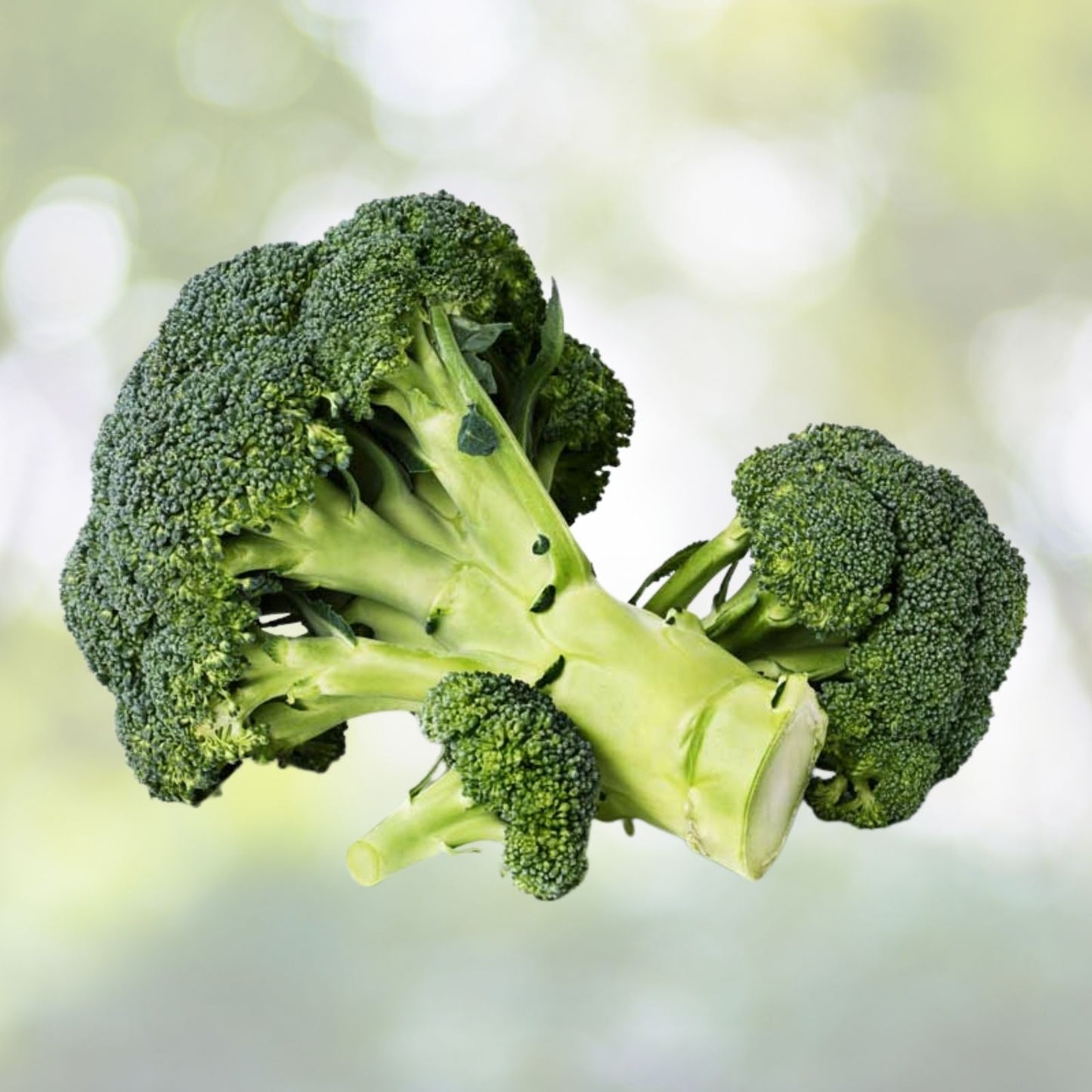 Broccoli Seeds 200+ Count Waltham Non-GMO Fresh Garden Vegetable Brassica oleracea