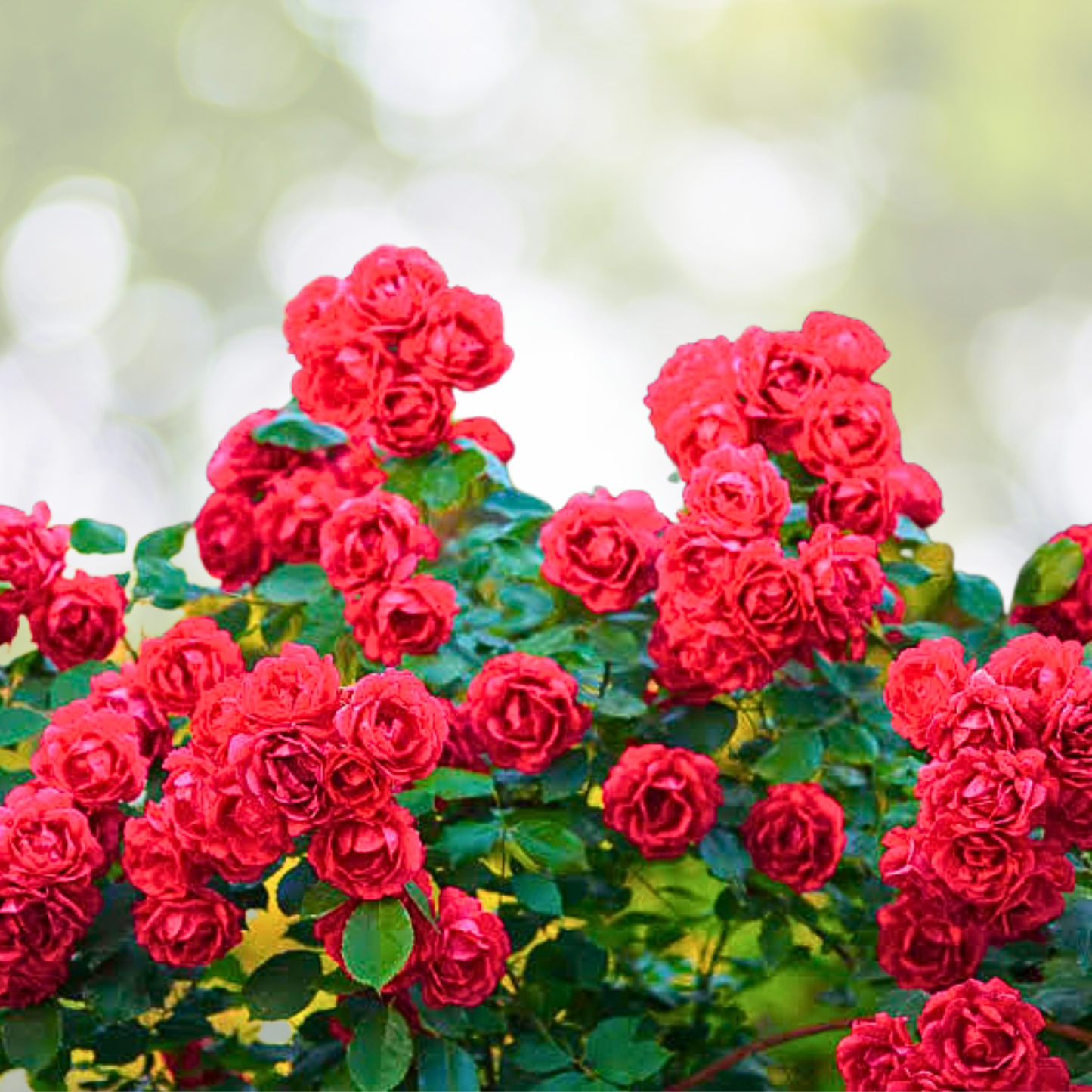 20 Red Rose Seeds - Timeless Crimson Blooms - Rosa spp. - Elegant Garden Charm
