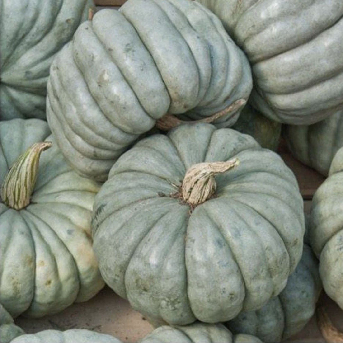Exotic Blue Pumpkin Seeds Packet 10 Seeds Blue Jarrahdale Variety Cucurbita maxima Garden Planting