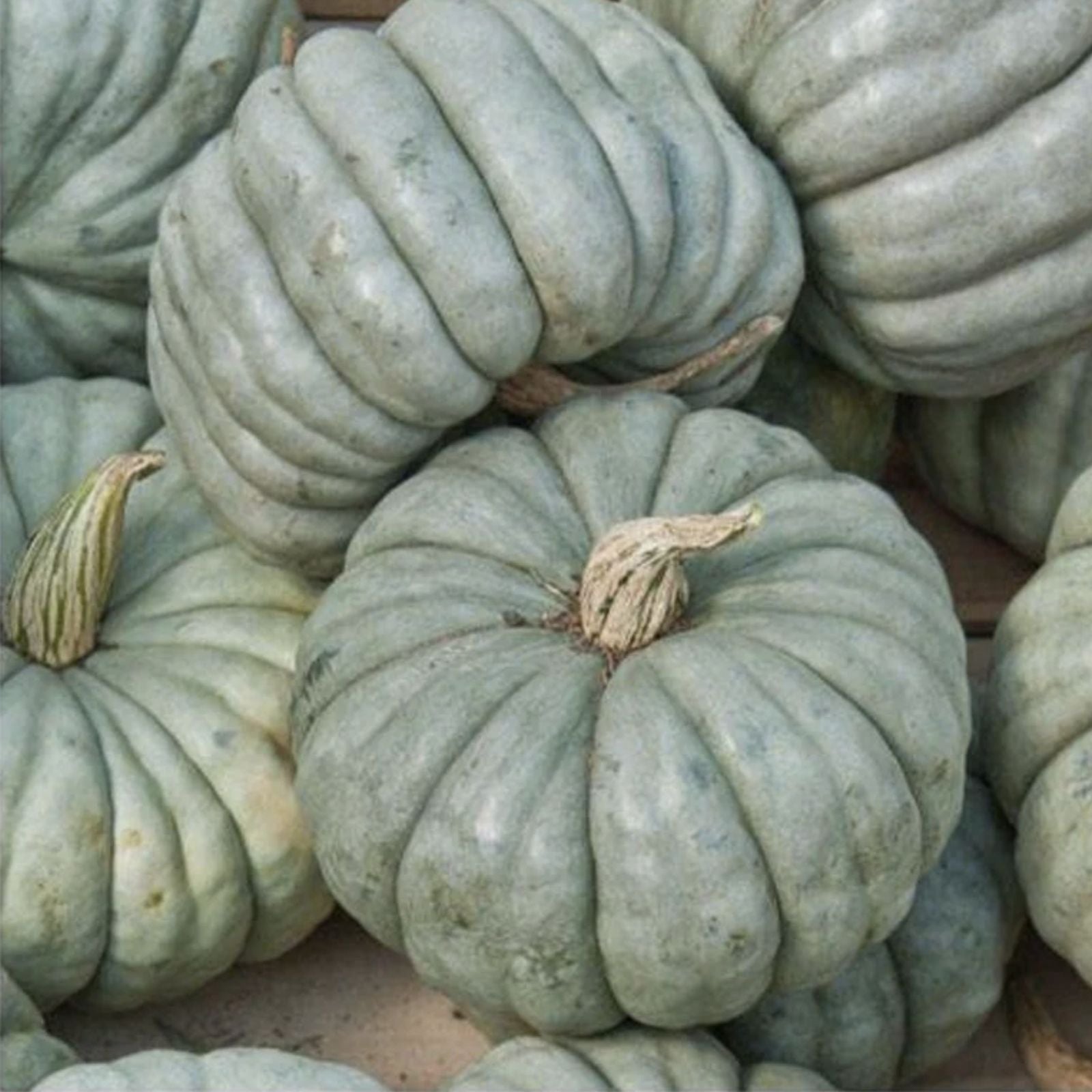Exotic Blue Pumpkin Seeds Packet 10 Seeds Blue Jarrahdale Variety Cucurbita maxima Garden Planting