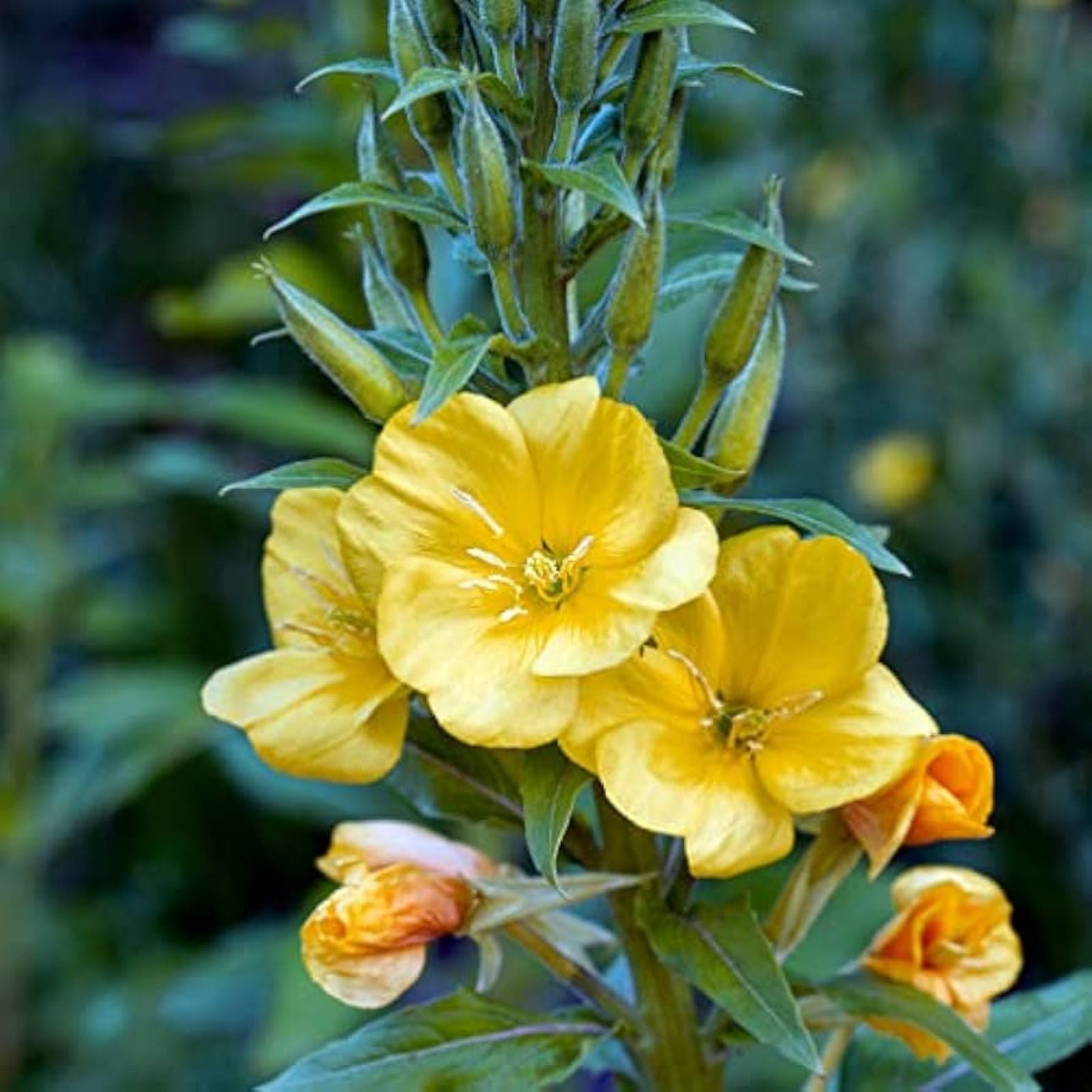 Evening Primrose Seeds 100 Count - Organic Flower Seeds for Planting - Oenothera biennis - Perennial Wildflower Seeds