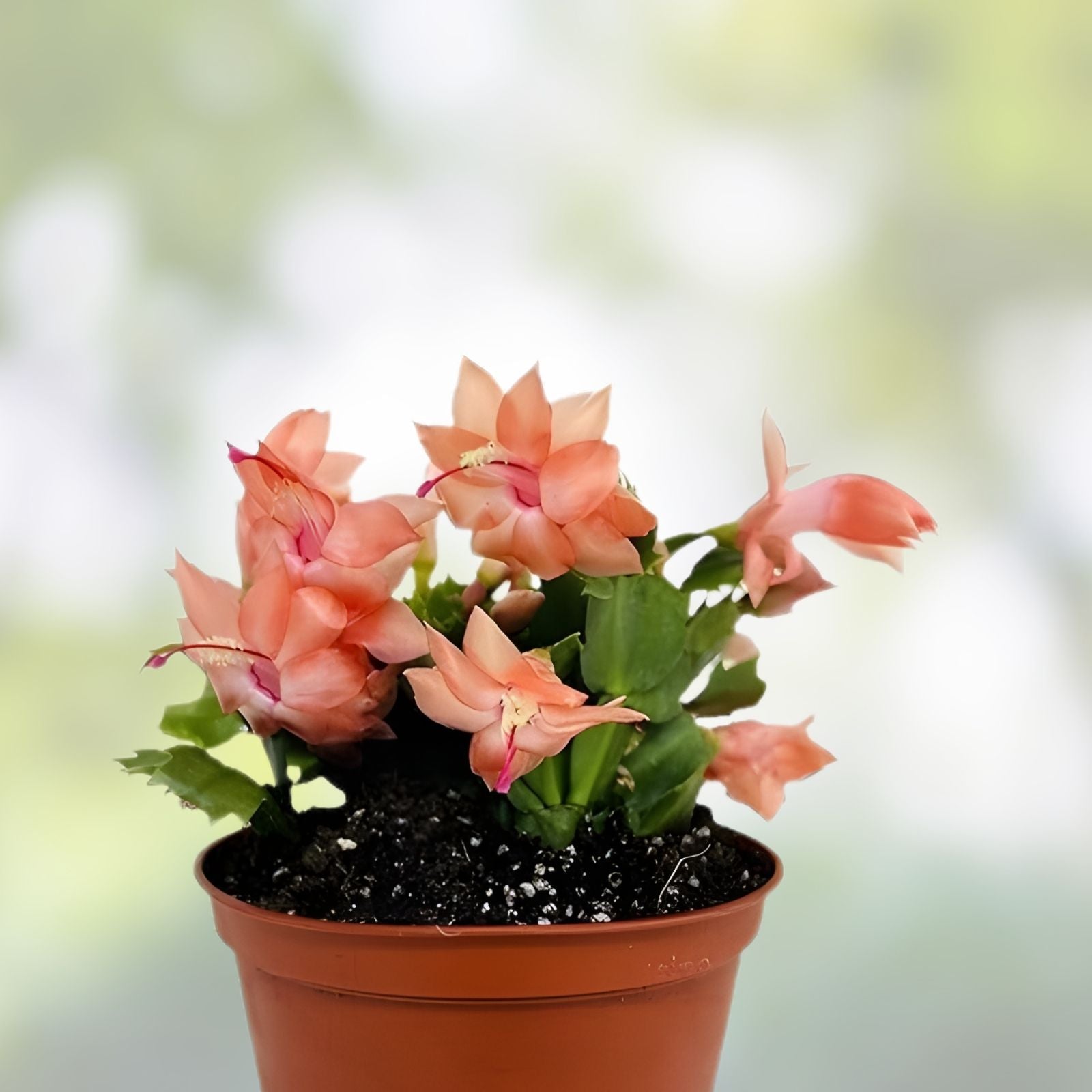 Disocactus salvadorensis Epiphytic Cactus Rare Pastel Cloud Forest Indoor Plant