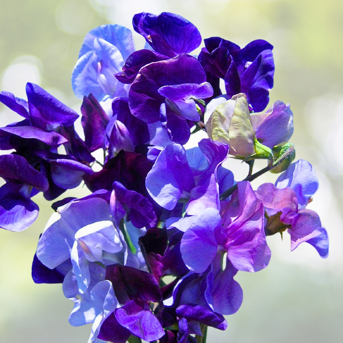 Sweet Pea Seeds - 25 Non-GMO Blue Mix Fragrant Climbing Vine Flowers - Lathyrus odoratus
