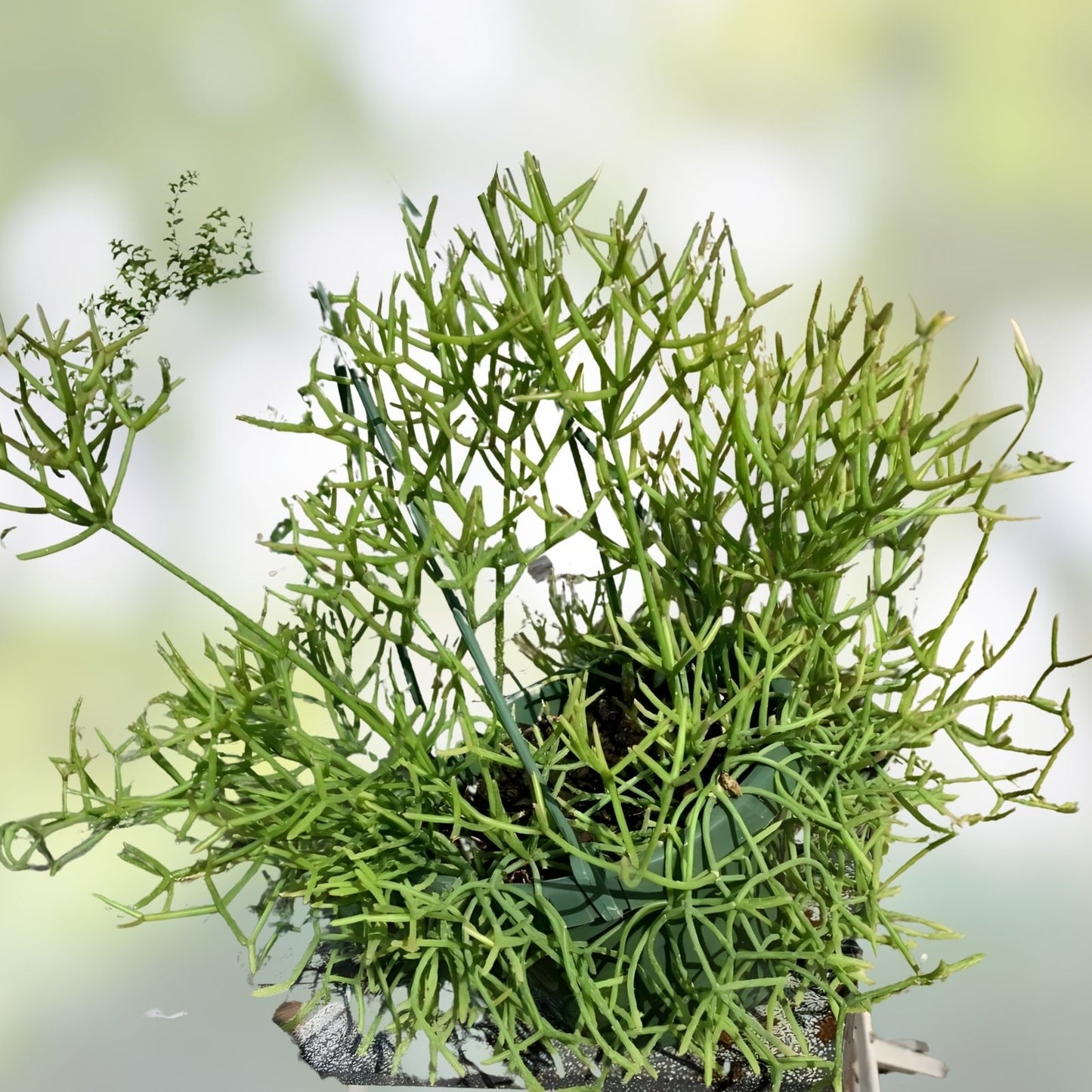 Fresh Cuttings Rhipsalis heteroclada | Rare Orchid Cactus Propagation Material | Unique Indoor Plant Decor