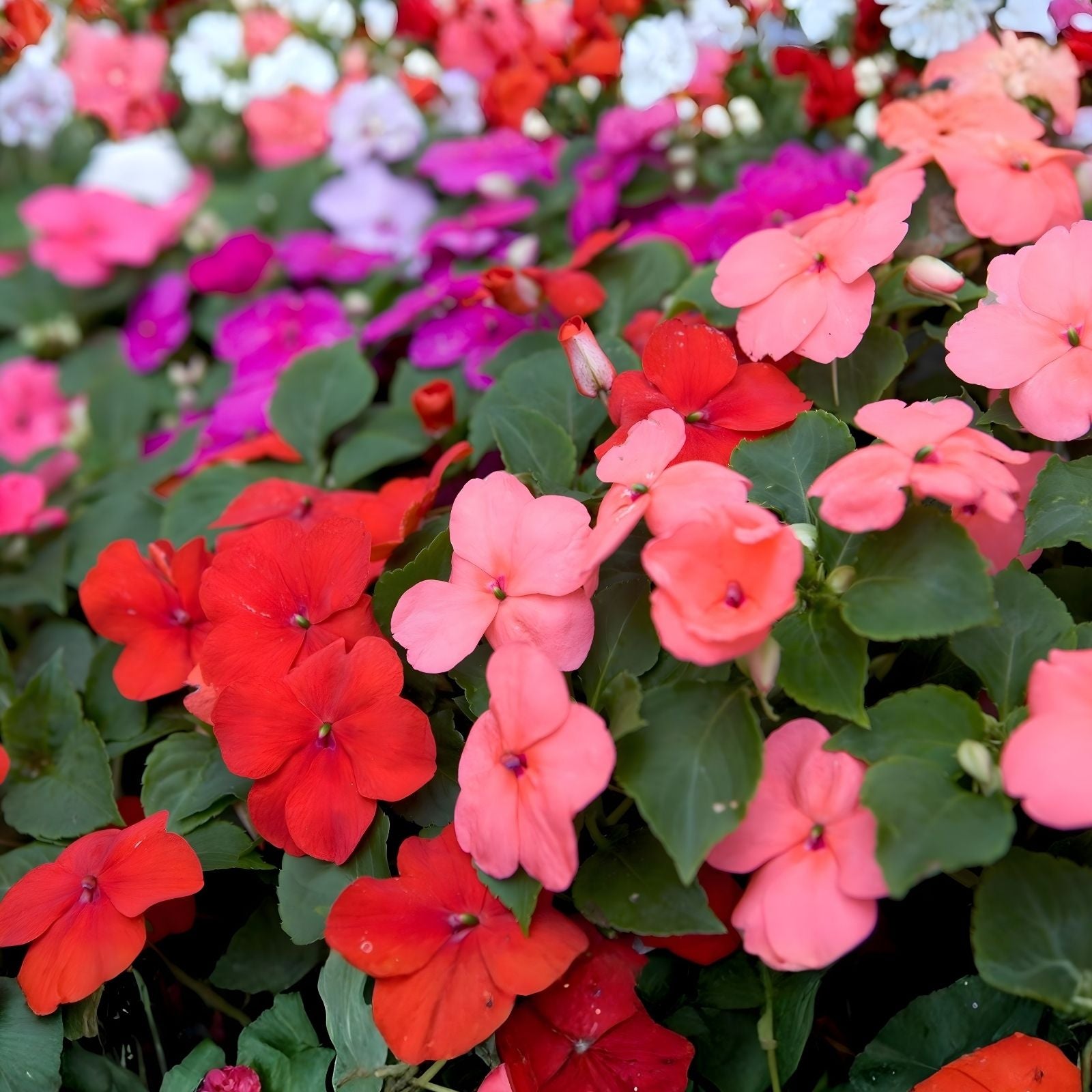 Premium Lilac Busy Lizzy Seeds 500 Count – Impatiens Walleriana for Vibrant Garden Accents and Colorful Flowering Plants