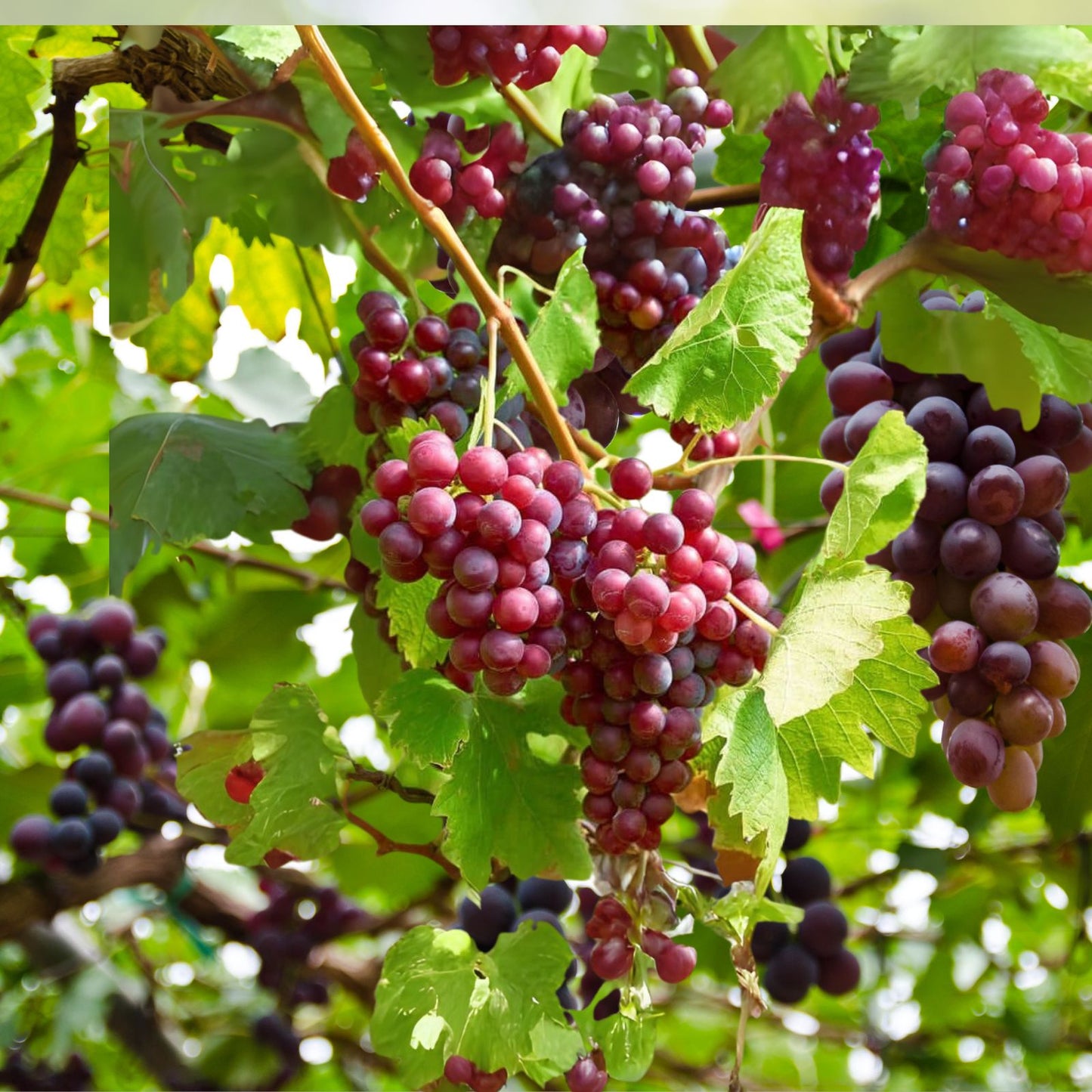 Grape Seeds 10 Pack Red Sweet Fruit Vine Ready to Germinate Vitis vinifera