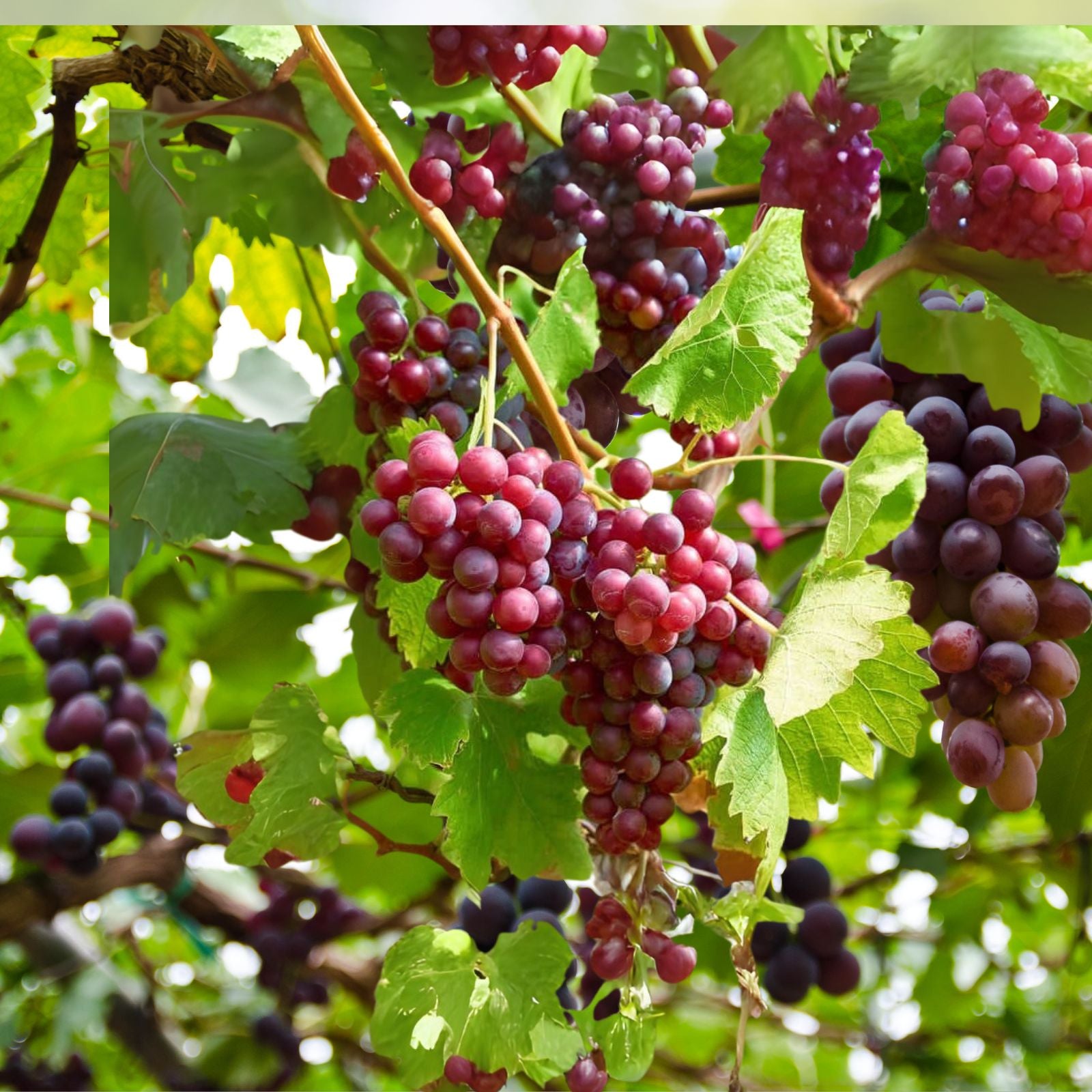 Grape Seeds 10 Pack Red Sweet Fruit Vine Ready to Germinate Vitis vinifera
