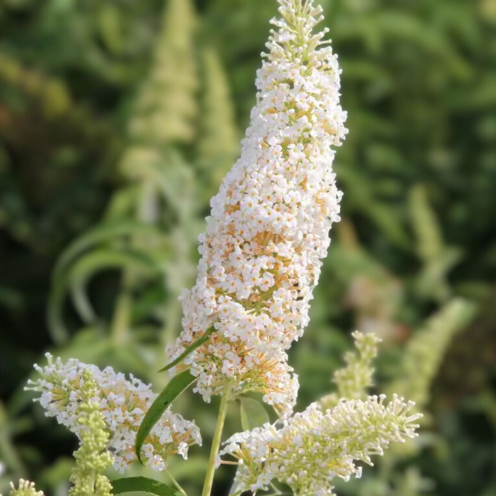 Butterfly Bush Live Plant 6" White Profusion Buddleia davidii Fragrant Blooms Deer Resistant