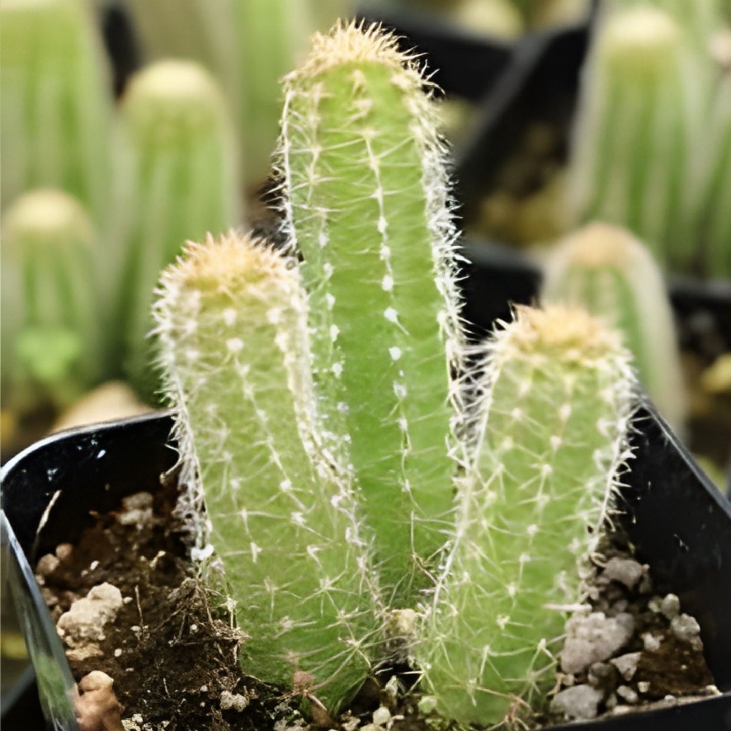 Cactus Cutting #5 Succulent Variety for Propagation Indoor Gardens Echinopsis spp.