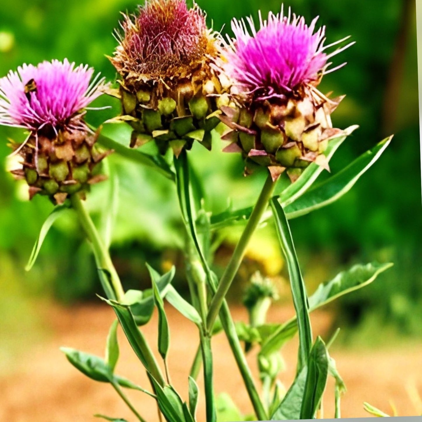 Swamp Thistle Seeds 100 Pack - Native Cirsium muticum for Wildflower Garden Pollinator Attracting Planting