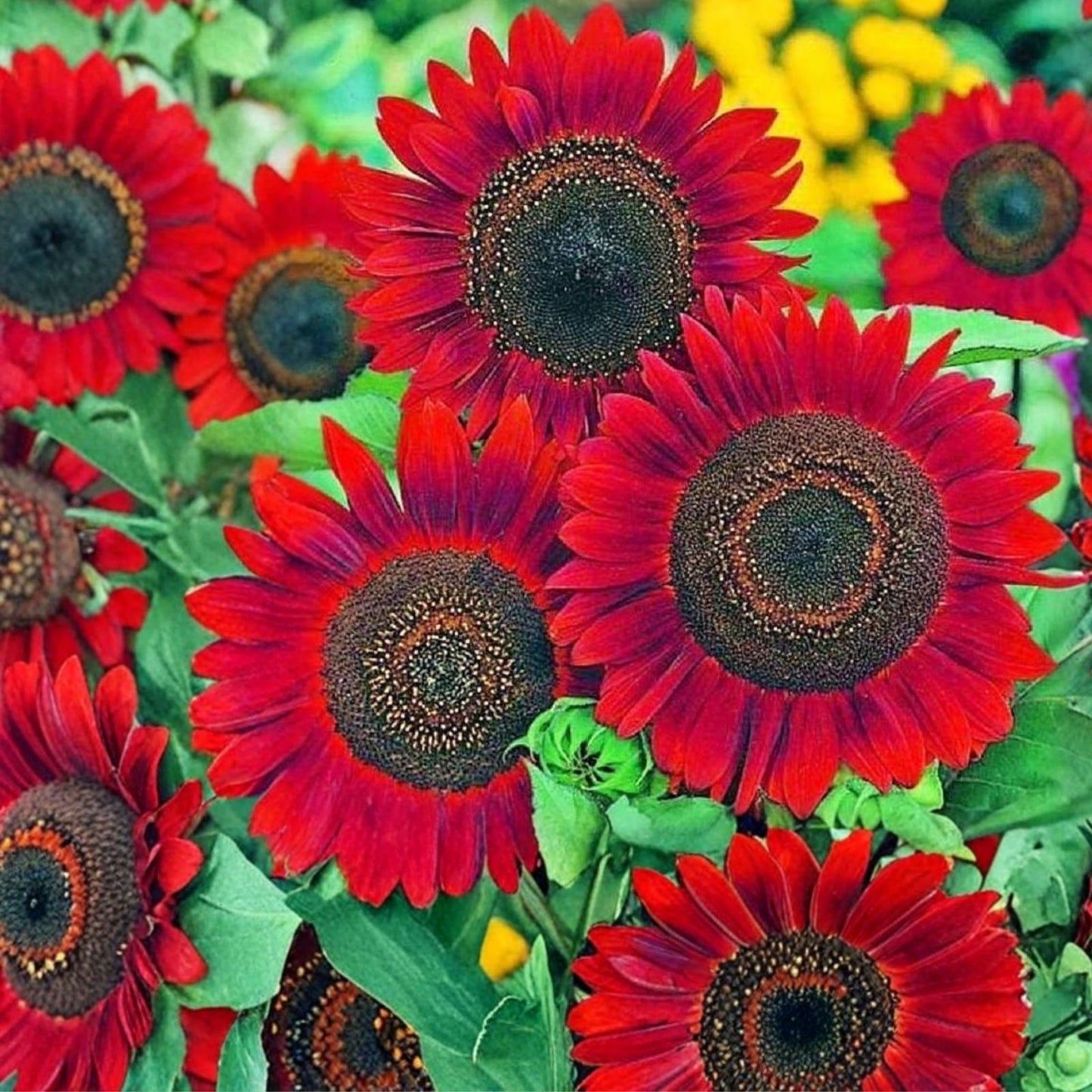 RattleFree Sunflower Seeds for Planting, 50 Heirloom Red Non-GMO Seeds, Helianthus annuus