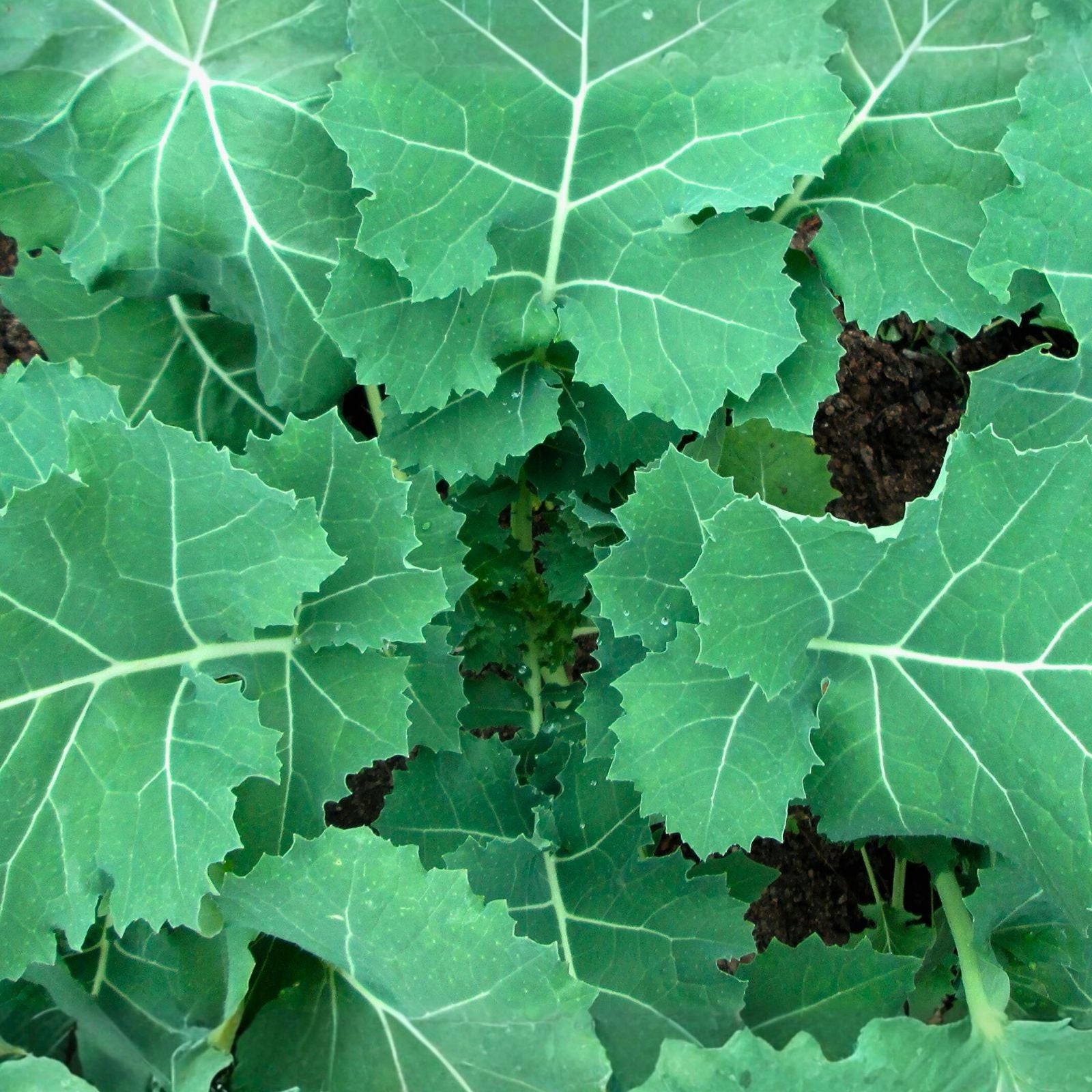 Non-GMO Kale Seeds 100 Count – Premier Variety for Salads and Cooking – Brassica oleracea