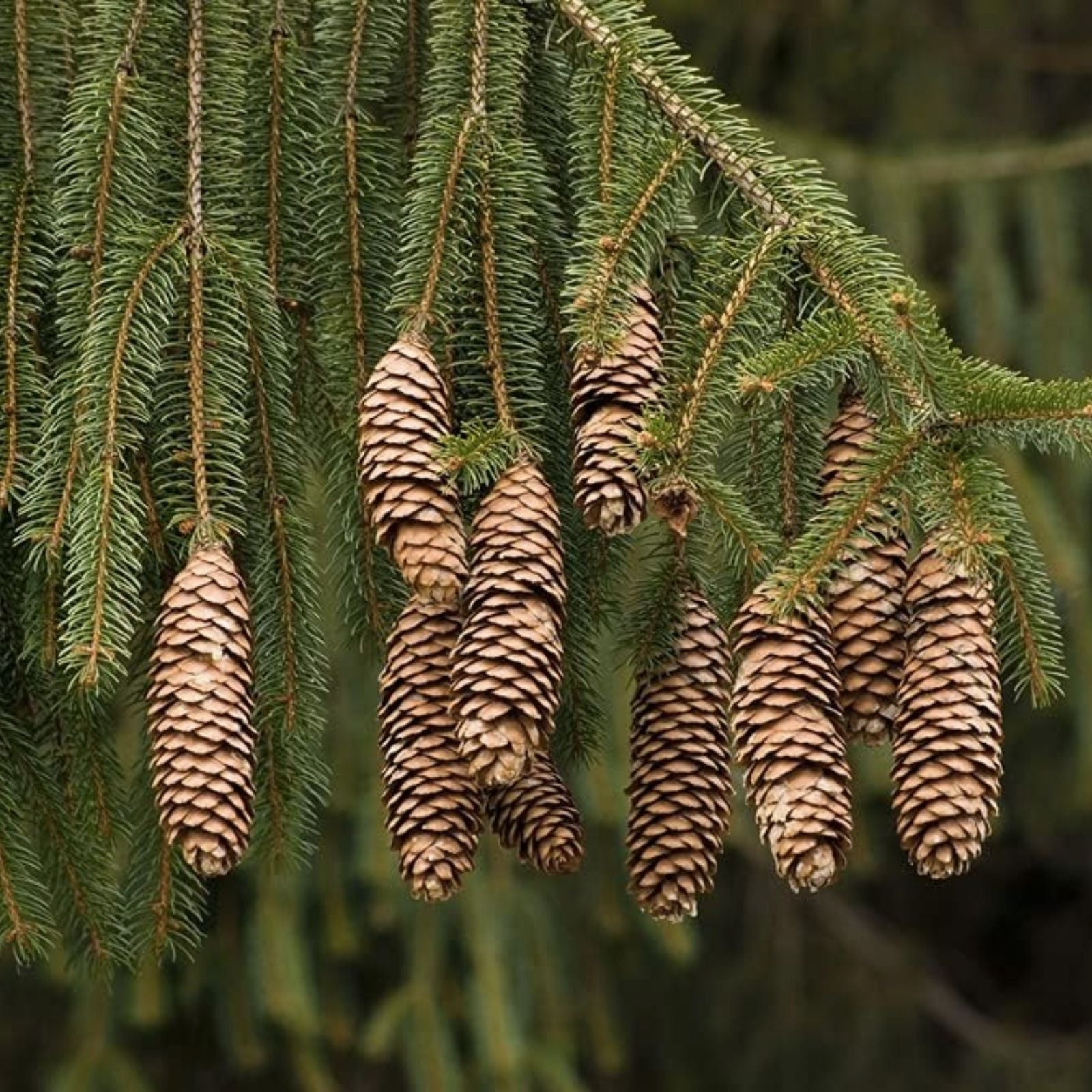 Norway Green Spruce Seeds - 50 Pack - Christmas Tree Seeds - Picea abies for Home Gardening and Landscaping