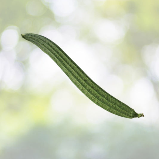 15+ Ridged Sponge Gourd Seeds | Chinese Okra | Angled Luffa Gourd | Big Flesh | Sigua | USA