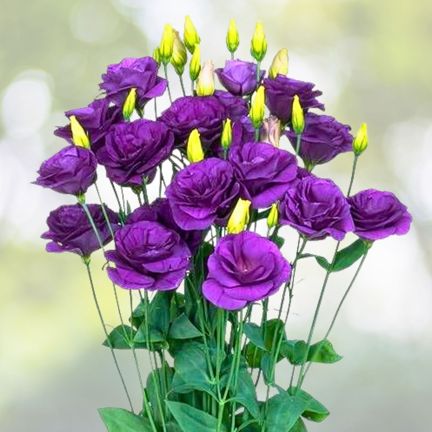 Lisianthus Plug Plant - Green Starter for Cut Flower Gardens (Eustoma grandiflorum) - Well-Rooted Quality