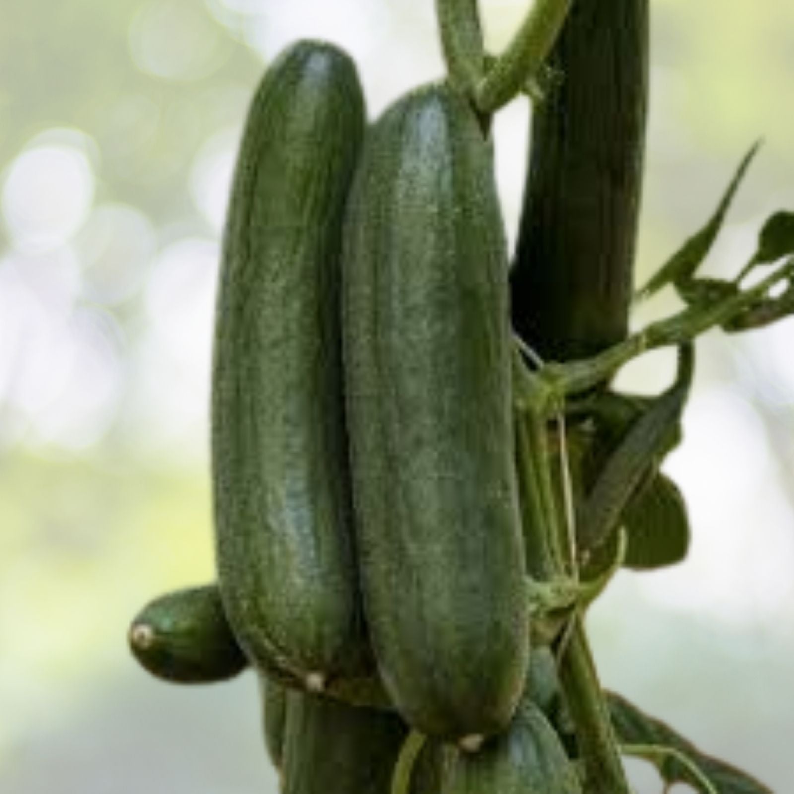 Wild Cucumber Seeds - Fruiting Vine - Cucumis dipsaceus - 10 Seeds - Garden Starter - Organic Gardening