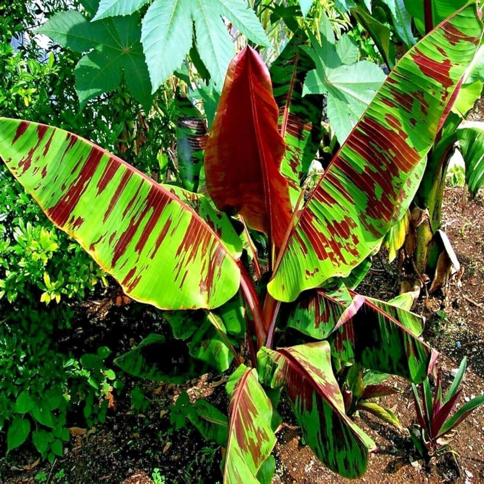 Darjeeling Banana Tree Seeds 5 Pack – Musa sikkimensis Tropical Fruit Seeds for Planting, Hardy Banana Plant