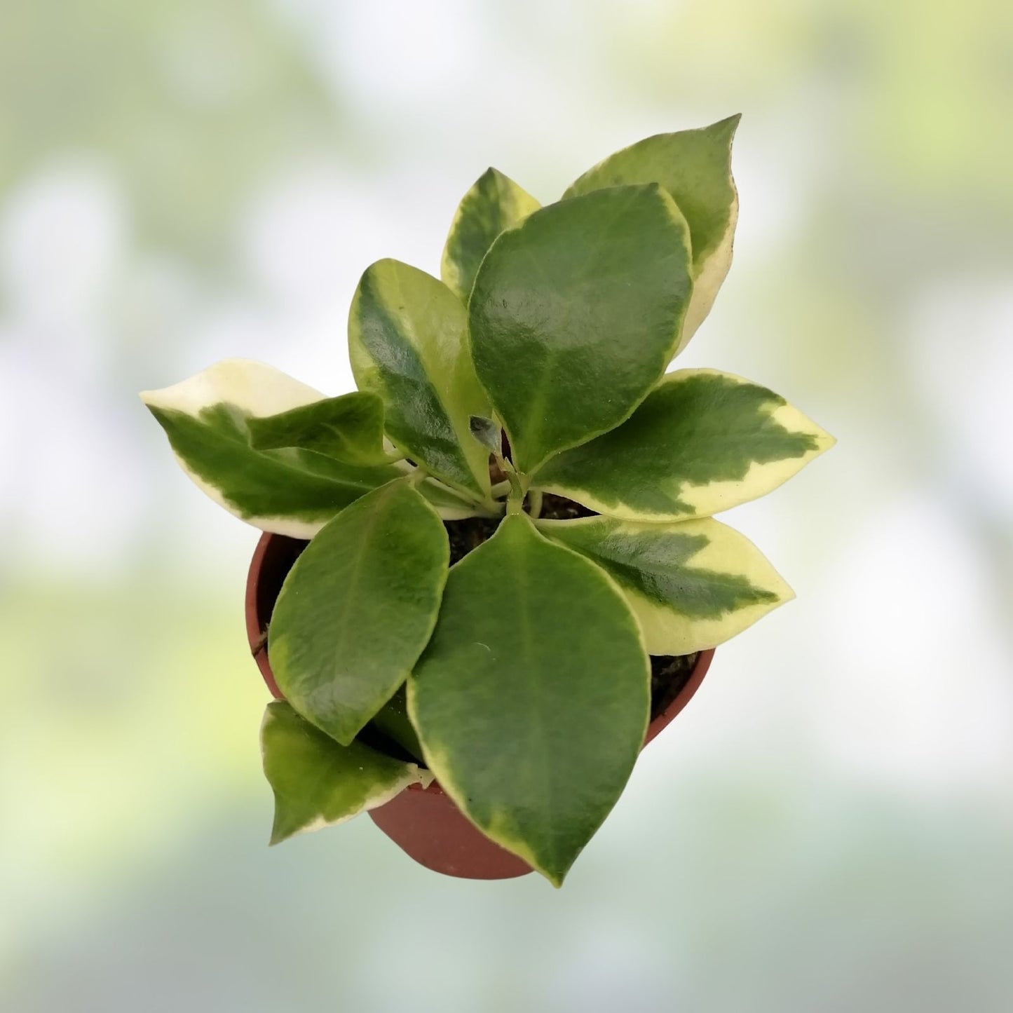 Hoya Heuschkeliana Cutting | Live Tropical Houseplant | Easy Care Indoor Plant | Hoya heuschkeliana