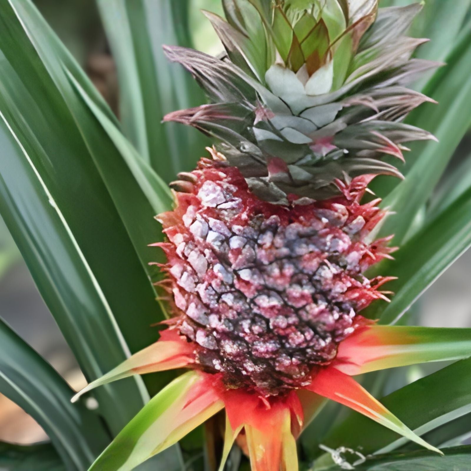 Florida Special Pineapple Plant - 5 Live Starter Plants - Edible Fruit - Ananas Comosus - Perennial for Container Growing