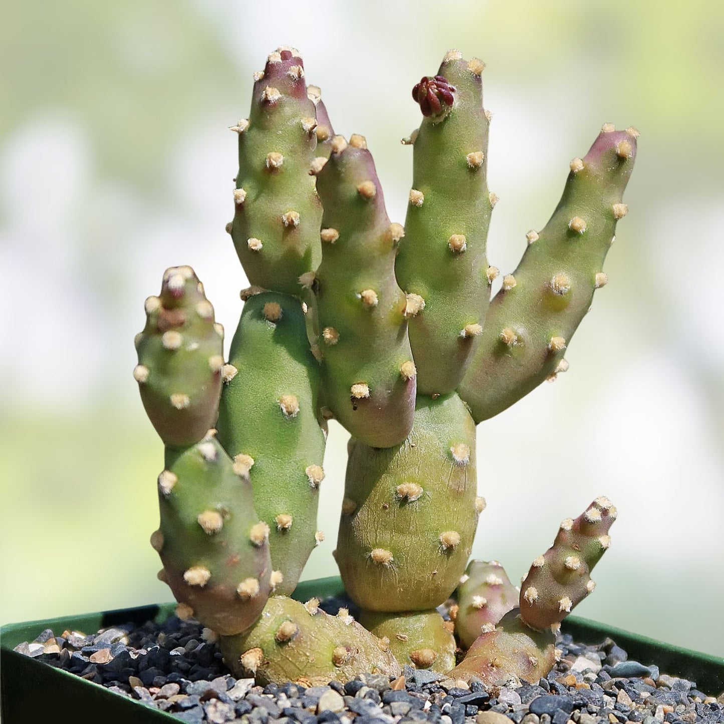 Brittle Prickly Pear Cactus Pad Cuttings 3 Pack - Opuntia Fragilis Arizona Variety Succulents