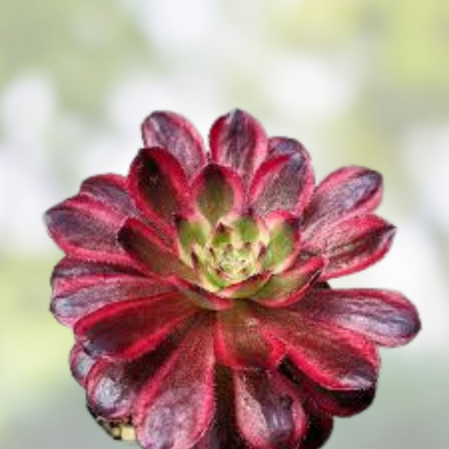 Rare Aeonium Mardi Gras Succulent Cutting – 3-4" Variegated Live Plant, Unique Colorful Foliage, Unrooted, Succulent Plant, Houseplant Gift